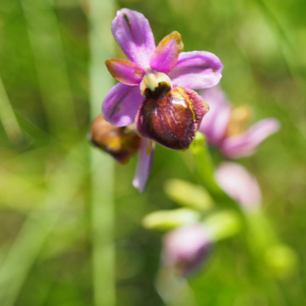 Ophrys aveyronensis